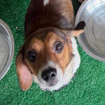 Mabel -  Dachshund and Mixed Breed Dog for Adoption in Homewood, Illinois - Mabel | PetCurious