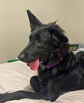 Jessie -  Border Collie and Mixed Breed Dog for Adoption in Anthem, Arizona - Jessie | PetCurious