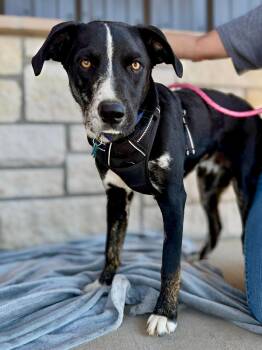 Mixed Breed Dogs Available for Adoption - Jerry | PetCurious