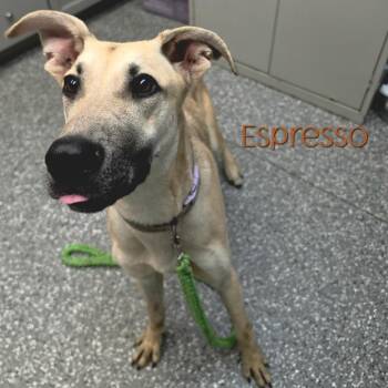 Espresso -  Great Dane and Shepherd Dog for Adoption in Parkersburg, West Virginia - Espresso | PetCurious