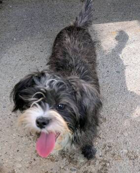 Bonnie -  Shih Tzu and Chihuahua Dog for Adoption in Amelia, Ohio - Bonnie | PetCurious