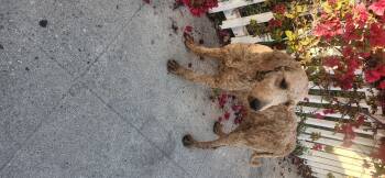 Rescue Goldendoodle Dogs for Adoption in Torrance, California - Steve | PetCurious
