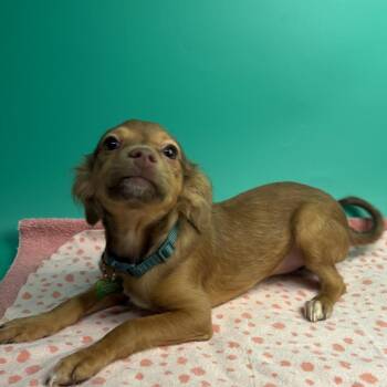 Jacqueline -  Chihuahua Dog for Adoption in San Antonio, Texas - Jacqueline | PetCurious