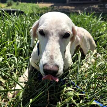 Agni -  Standard Poodle Dog for Adoption in Glenwood Springs, Colorado - Agni | PetCurious