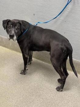 Labrador Retriever Dogs Available for Adoption in Las Vegas, Nevada - SALTY | PetCurious