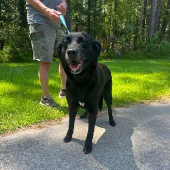 Dollie FKA Blackberry -  Black Labrador Retriever Dog for Adoption in Wando, South Carolina - Dollie FKA Blackberry | PetCurious