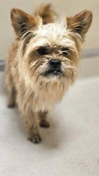 Rue -  Yorkshire Terrier Dog for Adoption in Hamilton, Ohio - Rue | PetCurious