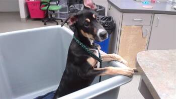 GIRAFFE -  Doberman Pinscher and Mixed Breed Dog for Adoption in Omaha, Nebraska - GIRAFFE | PetCurious