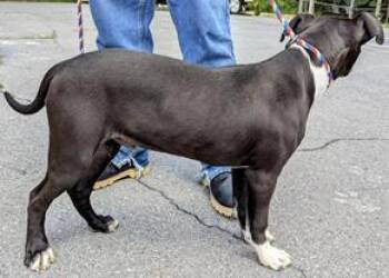 Mixed Breed Dogs Available for Adoption - Jensen | PetCurious