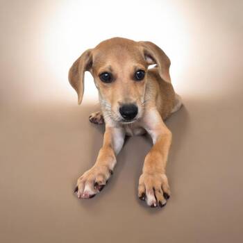 Giblit TM2 -  Mixed Breed Dog for Adoption in Isabela, Isabela - Giblit TM2 | PetCurious