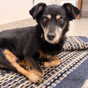 Matilda -  Chihuahua Dog for Adoption in Port Barrington, Illinois - Matilda | PetCurious