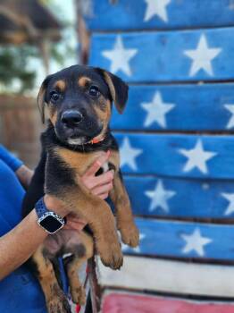 Grover -  German Shepherd Dog Dog for Adoption in Pleasant Hill, California - Grover | PetCurious