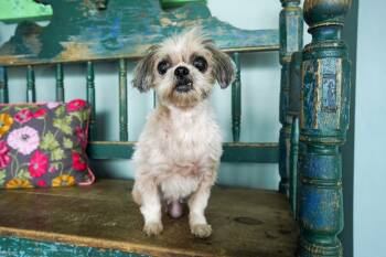 Shih Tzu Dogs Available for Adoption in San Antonio, Texas - Torta | PetCurious