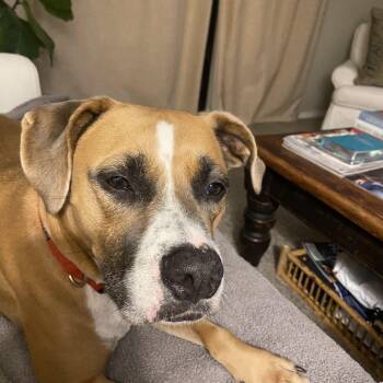 Rescue Boxer and German Shepherd Dog Dogs for Adoption in Pensacola, Florida - Bailey | PetCurious