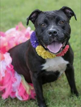 Rescue Pit Bull Terrier Dogs for Adoption in Philadelphia, Pennsylvania - Juicy Lucy | PetCurious