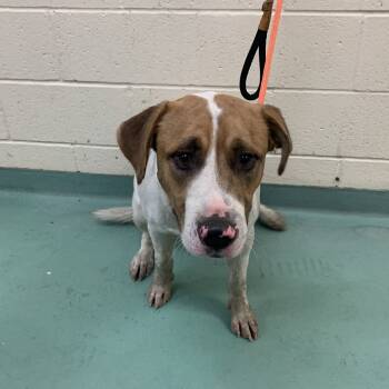 Rescue Mixed Breed Dogs for Adoption in Memphis, Tennessee - Poss | PetCurious