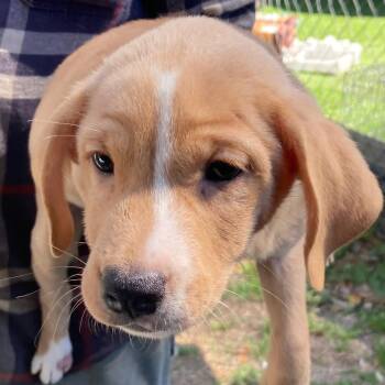 Labrador Retriever Dogs Available for Adoption - Cupid | PetCurious
