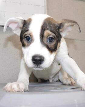 Axel -  Pit Bull Terrier and Mixed Breed Dog for Adoption in Kansas City, Missouri - Axel | PetCurious