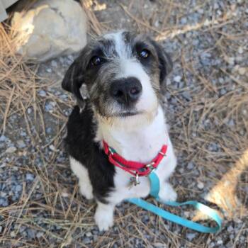 Hamster -  Standard Poodle and Labrador Retriever Dog for Adoption in Incline Village, Nevada - Hamster | PetCurious
