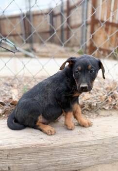 Doberman Pinscher and Mixed Breed Dogs Available for Adoption - Chase | PetCurious