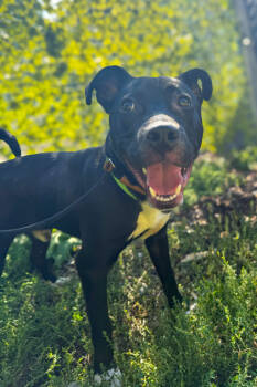 Rescue Mixed Breed Dogs for Adoption in Cincinnati, Ohio - Myers | PetCurious