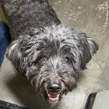 Maximilian/Panda -  Maltese and Mixed Breed Dog for Adoption in Palm Springs, California - Maximilian/Panda | PetCurious