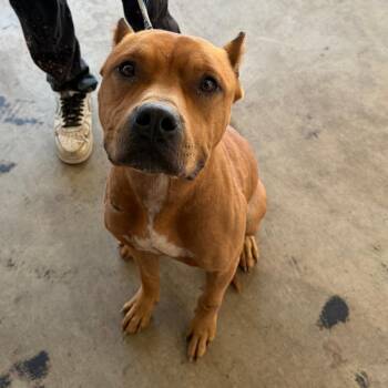 Phoenix aka Scar -  Terrier and Mixed Breed Dog for Adoption in Clarksdale, Mississippi - Phoenix Aka Scar | PetCurious