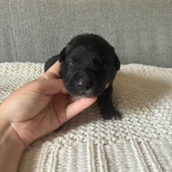 Boh -  Labrador Retriever and Mixed Breed Dog for Adoption - Boh | PetCurious