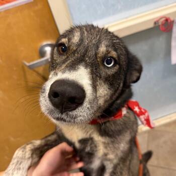 Indie -  Mixed Breed Dog for Adoption in Chattanooga, Tennessee - Indie | PetCurious
