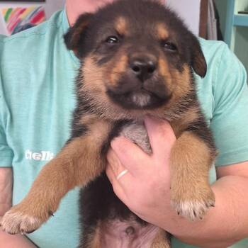 German Shepherd Dog Dogs Available for Adoption - Shamus | PetCurious