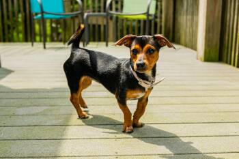 Little Foot -  Chihuahua Dog for Adoption in Morgantown, West Virginia - Little Foot | PetCurious