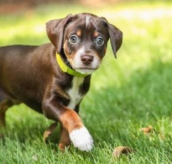 Teton -  Dachshund Dog for Adoption in Cumming, Georgia - Teton | PetCurious