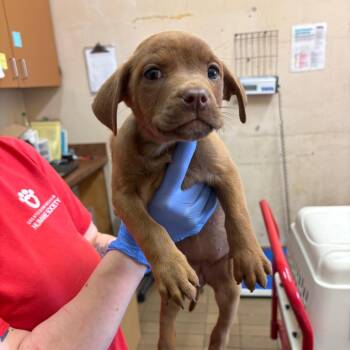Labrador Retriever Dogs Available for Adoption in Birmingham, Alabama - Hershey | PetCurious