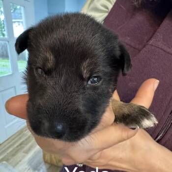 Mixed Breed Dogs Available for Adoption in Bartlett, Tennessee - Yoda | PetCurious