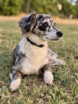 Havana -  Dachshund Dog for Adoption in Helotes, Texas - Havana | PetCurious