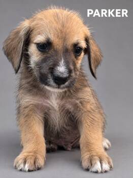 Parker -  Terrier Dog for Adoption in Lucas, Texas - Parker | PetCurious