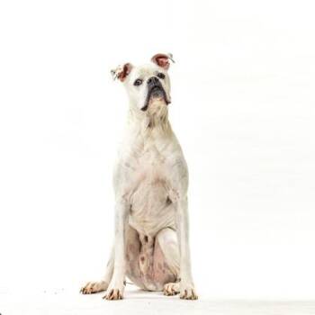 Boxer Dogs Available for Adoption in Reno, Nevada - Mochi | PetCurious
