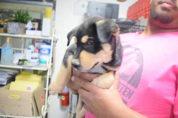 Simon (L596 P1) -  Husky and Tibetan Mastiff Dog for Adoption in Pahrump, Nevada - Simon (L596 P1) | PetCurious