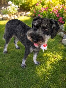 Griswold -  Goldendoodle Dog for Adoption in Navarre, Florida - Griswold | PetCurious