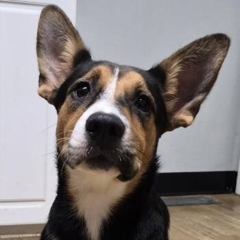 Stacy -  Shepherd and Mixed Breed Dog for Adoption in Calverton, New York - Stacy | PetCurious