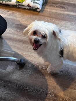 Rescue Maltese and Shih Tzu Dogs for Adoption in Pine Grove, Pennsylvania - Coco | PetCurious