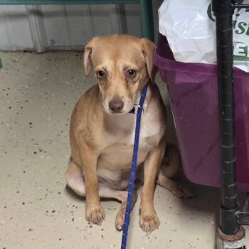 Sally -  Mixed Breed Dog for Adoption in Springboro, Ohio - Sally | PetCurious
