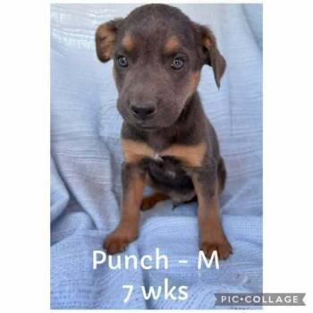 Rescue Belgian Shepherd Malinois Dogs for Adoption in Waunakee, Wisconsin - Punch | PetCurious