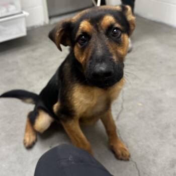 Moab -  Mixed Breed Dog for Adoption in Murray, Utah - Moab | PetCurious