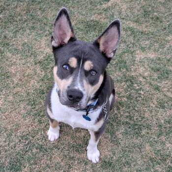 English Bulldog and Husky Dogs Available for Adoption - Buster Jones | PetCurious