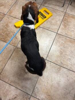 Tyler Stephenson -  Mixed Breed Dog for Adoption in Cincinnati, Ohio - Tyler Stephenson | PetCurious