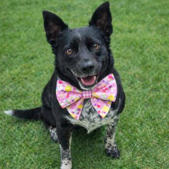 Mixed Breed Dogs Available for Adoption - Nora 26-0063 | PetCurious