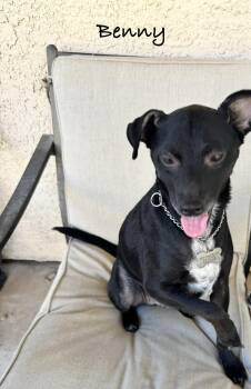 Benny Bean -  Black Labrador Retriever Dog for Adoption in Las Vegas, Nevada - Benny Bean | PetCurious
