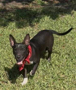 Rescue Shepherd Dogs for Adoption in Mathis, Texas - Slinky | PetCurious