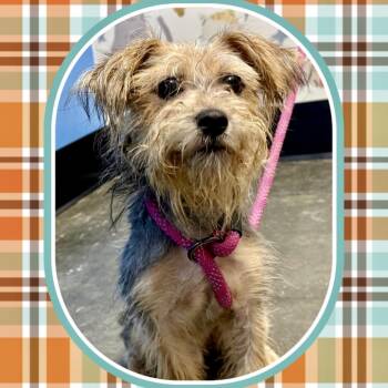 Dawson 09-2316 -  Yorkshire Terrier and Mixed Breed Dog for Adoption in Tyrone, Georgia - Dawson 09-2316 | PetCurious